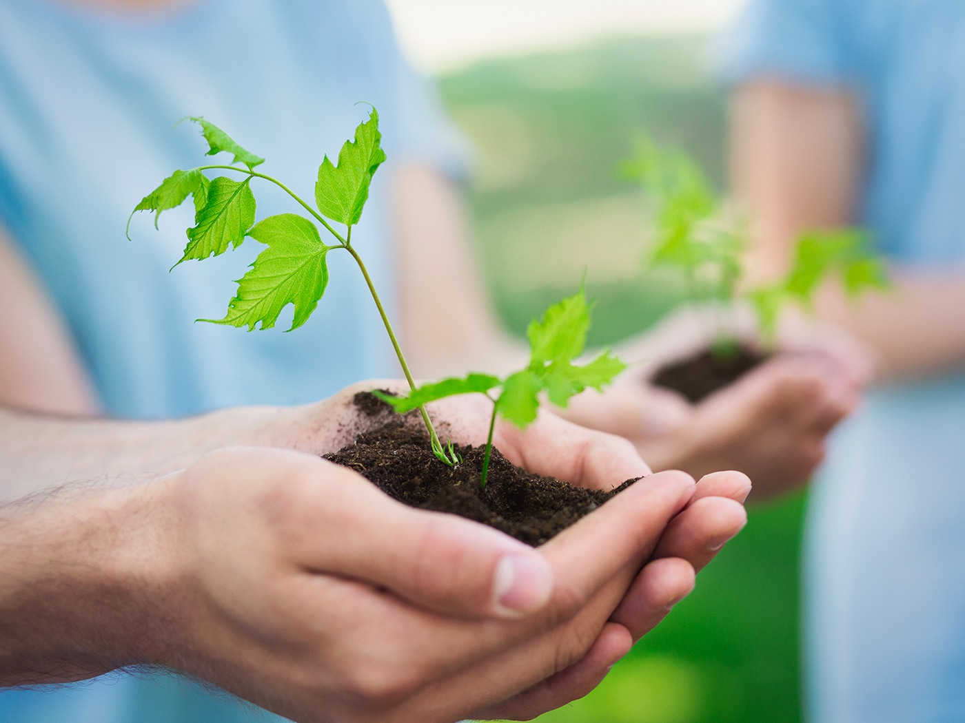 plantes avec de la terre dans des mains